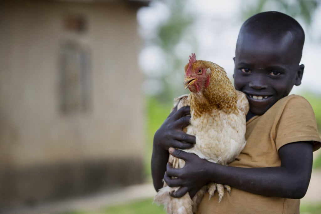 Dream of Chicken: Unraveling the Mysteries in Your Sleep