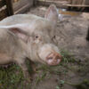 Zambia Animal Feed