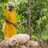 Zambia Animal Feed