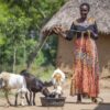 Zambia Animal Feed