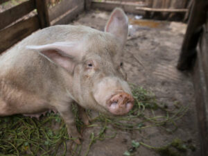 Zambia Animal Feed