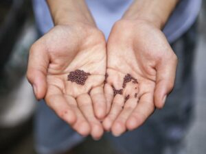Seeds for Farmers