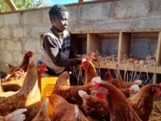 feeding chickens in zambia