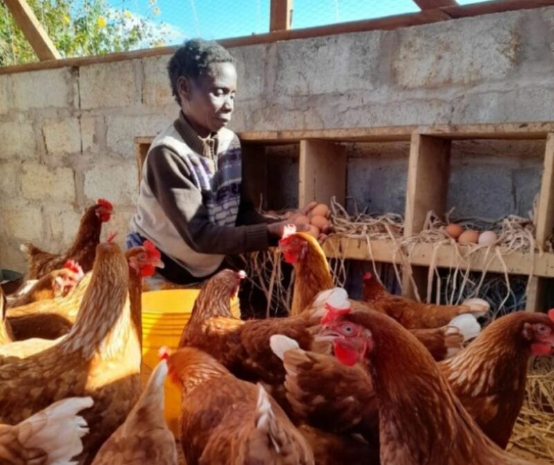 feeding chickens in zambia