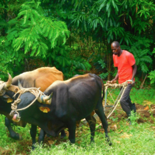 haitian man plowing with yoked oxen