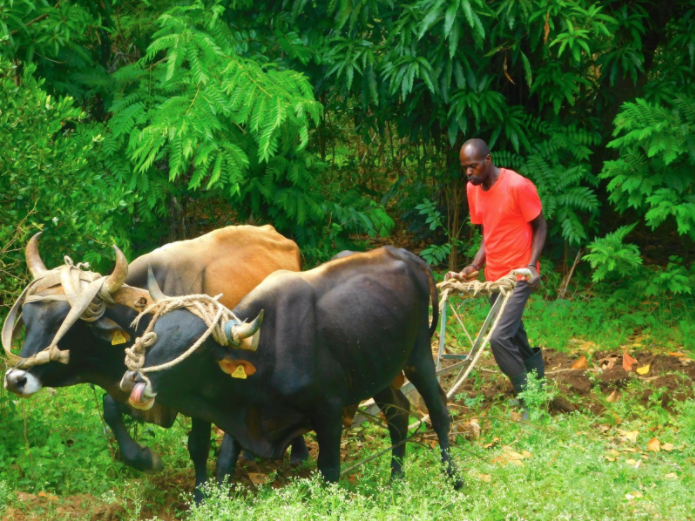 haitian man plowing with yoked oxen