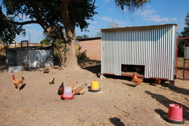 chicken coup