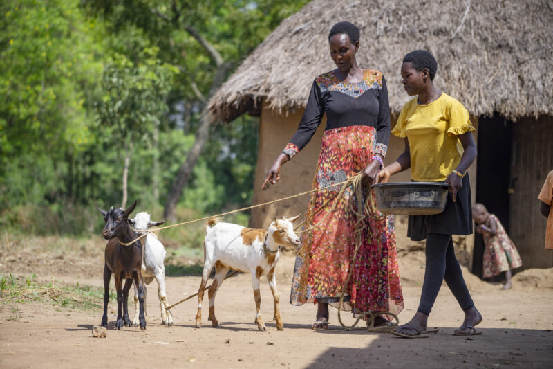 rural Haiti goats