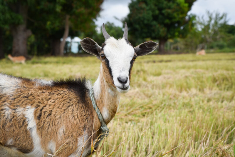 Goats Increase Incomes in Rural Haiti