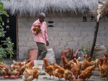Zambia Chicken Farmer Presentation